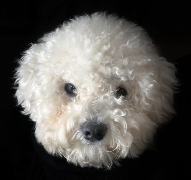 Bichon frise dog clipart