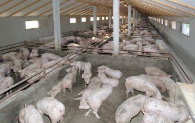 Pig farm clipart