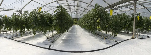 Inside the greenhouse — Stock Photo, Image