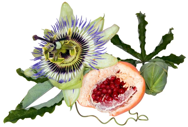 stock image Passion fruit cutout