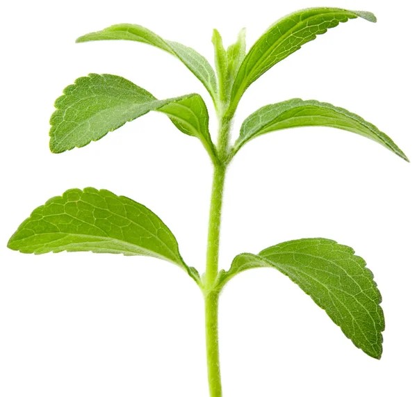 Výřez rostlina stevia — Stock fotografie