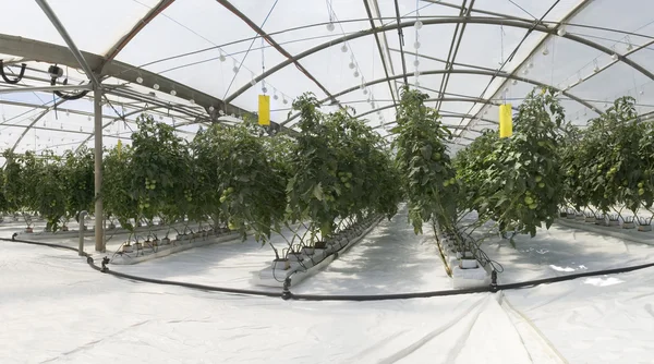 Inside the greenhouse — Stock Photo, Image