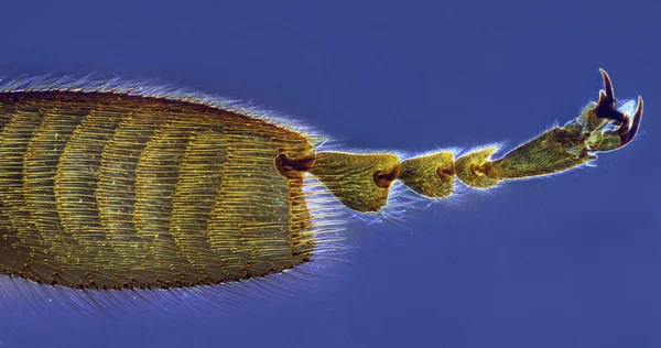Bee leg — Stock Photo, Image