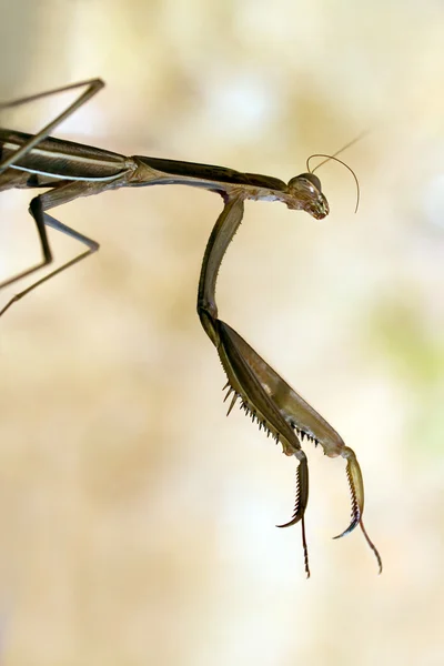 棕色螳螂 — 图库照片