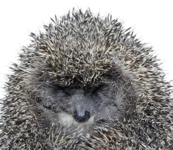 Dreamy Hedgehog — Stock Photo, Image