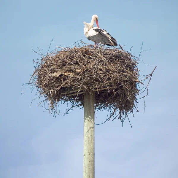 stock image Stork in the nest