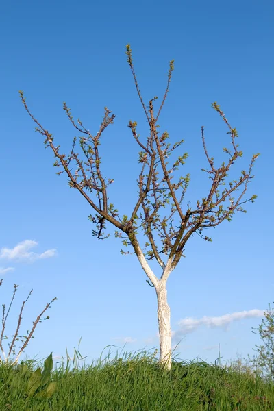 살구 나무 — 스톡 사진