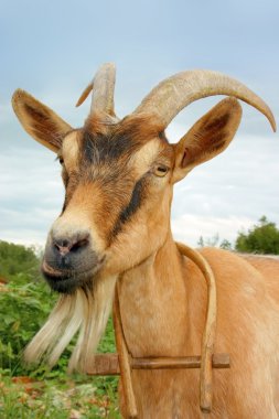 Goat face clipart