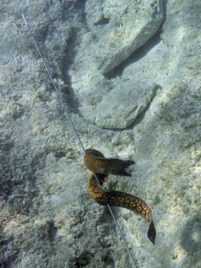 Mediterranean moray clipart