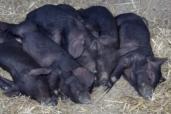 Чёрные свиньи — стоковое фото