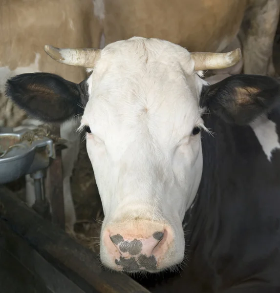 Передняя сторона любопытной коровы — стоковое фото