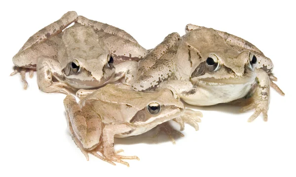 三个青蛙 — 图库照片