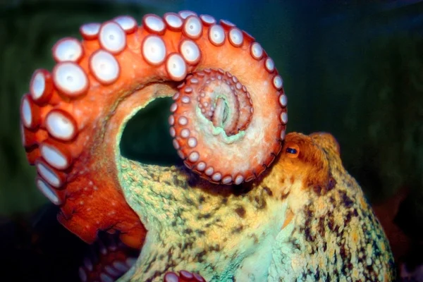 stock image Octopus