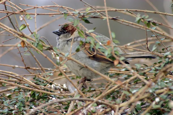 Sparrow — Stock Photo, Image