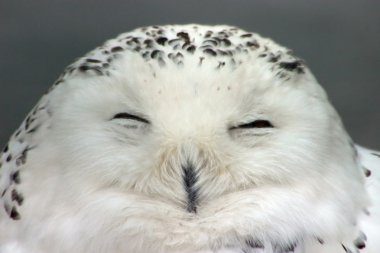 Snow owl clipart