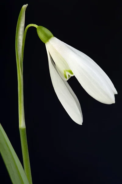 Sněženka květ — Stock fotografie