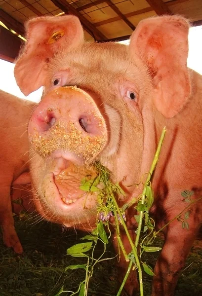 Scarry pig looking at camera — Stock Photo, Image
