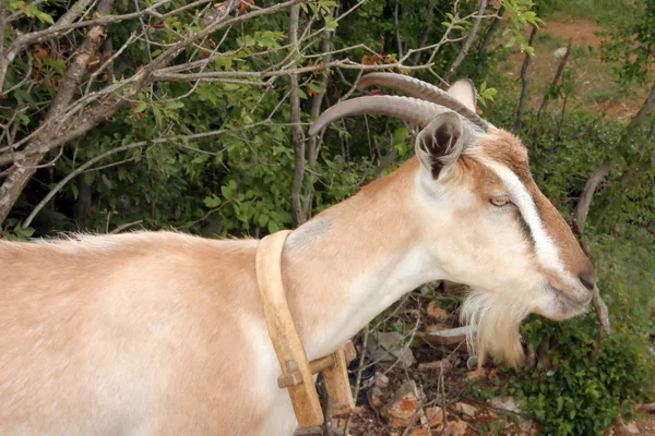 Billy goat — Zdjęcie stockowe