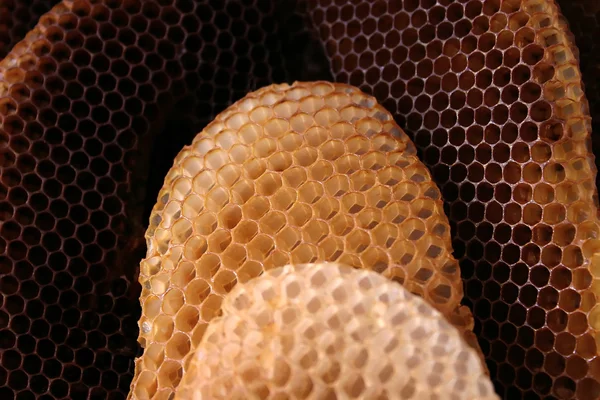 stock image Bee hive