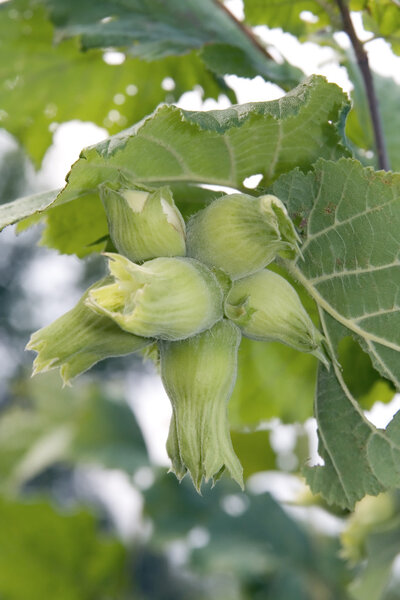 Зеленый лесной орех
