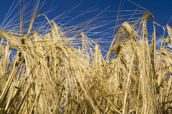 Cereal rye straw plants — Stock Photo, Image