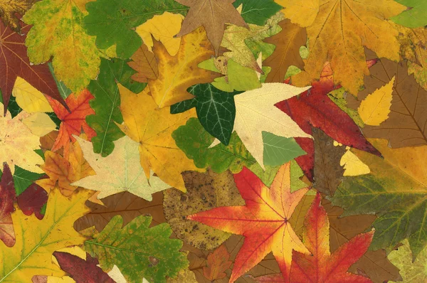 Fall Background — Stock Photo, Image