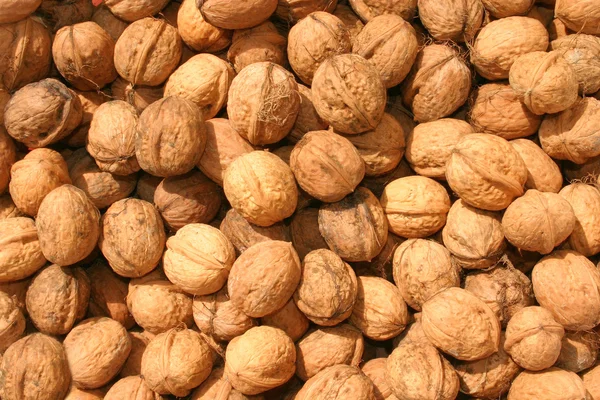 stock image Wallnut background