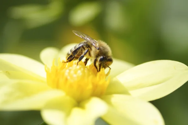 stock image Bee on flower