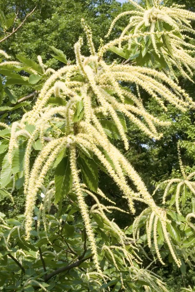 stock image Chestnut