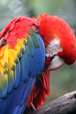 Guacamaya