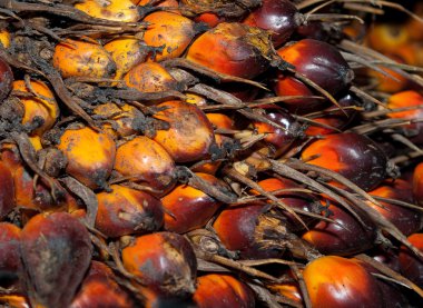 The Closeup palm oil fruits clipart