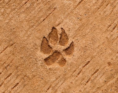 The Dog's footprinted on cement floor background clipart