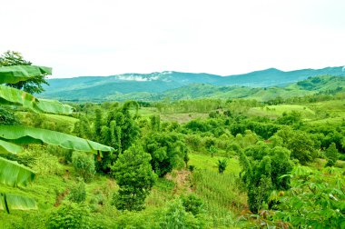 dağ ve orman Tayland