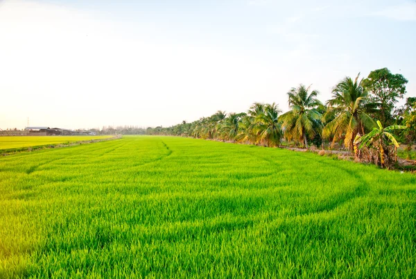 Zelený mladý rýže v poli rýže — Stock fotografie