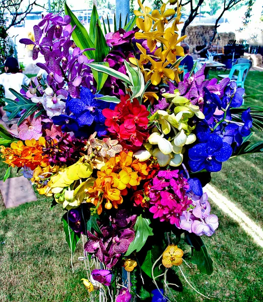 Alla färgglada av orkidé — Stockfoto