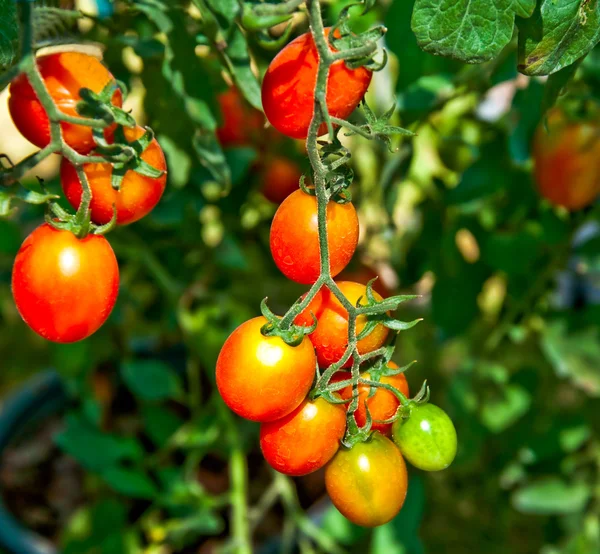 Bitkinin üzerindeki taze kırmızı domatesleri kapatın. — Stok fotoğraf