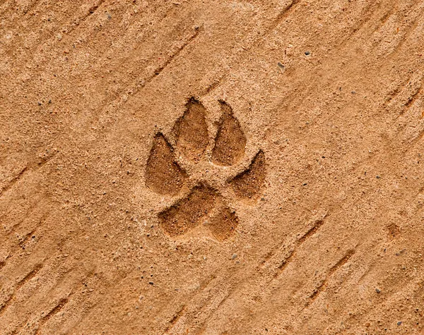 犬のセメントの床の背景に footprinted — ストック写真