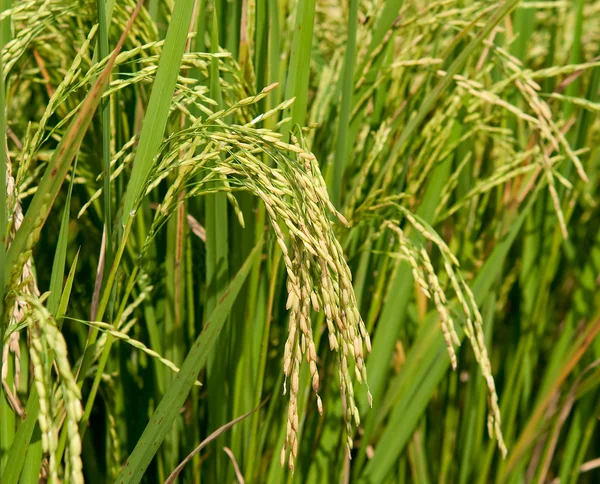 O Closeup do arroz que cresce na planta que mostra o cabelo fino no th — Fotografia de Stock