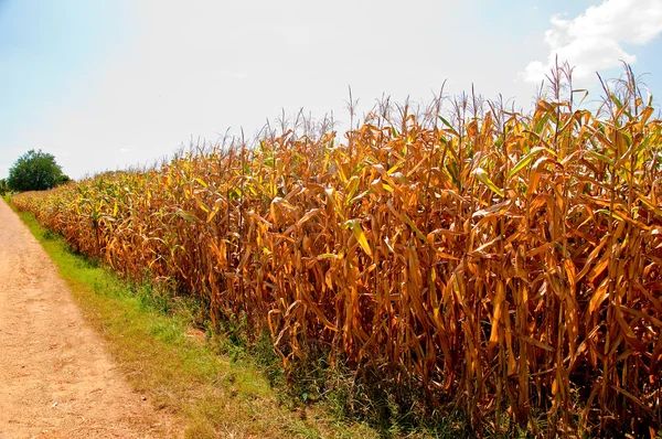 De maïsveld — Stockfoto