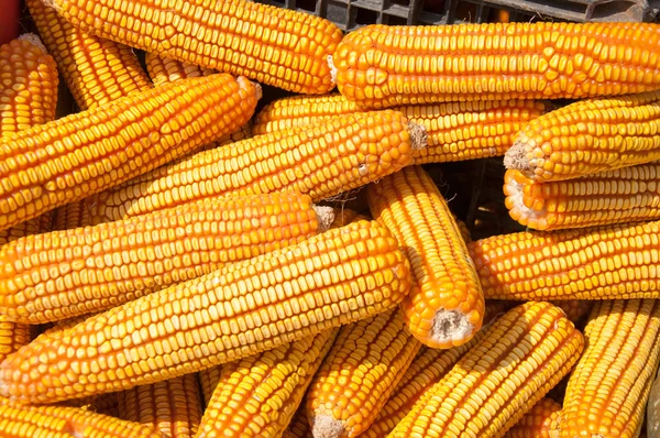 stock image The Dried corn