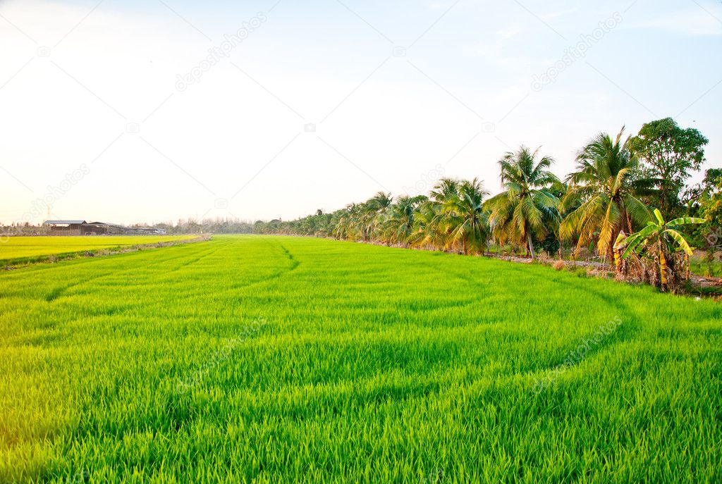The Green young rice in the field rice
