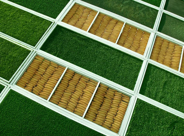 Projekt kukurydzy i tekstura trawa zielony — Zdjęcie stockowe