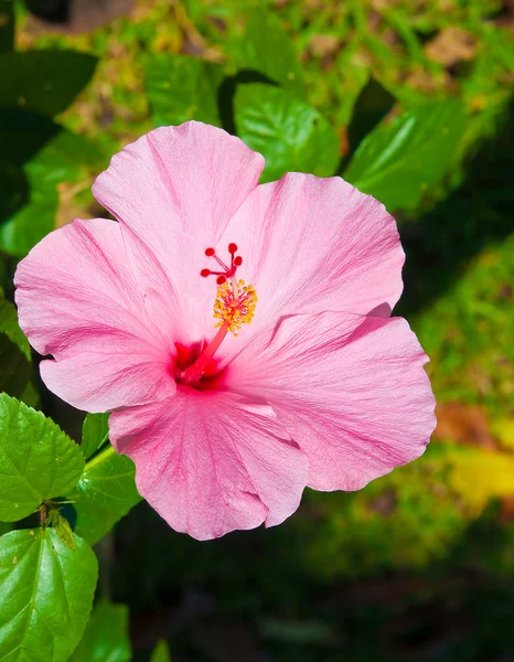 Närbild rosa hibiscus blomma — Stockfoto
