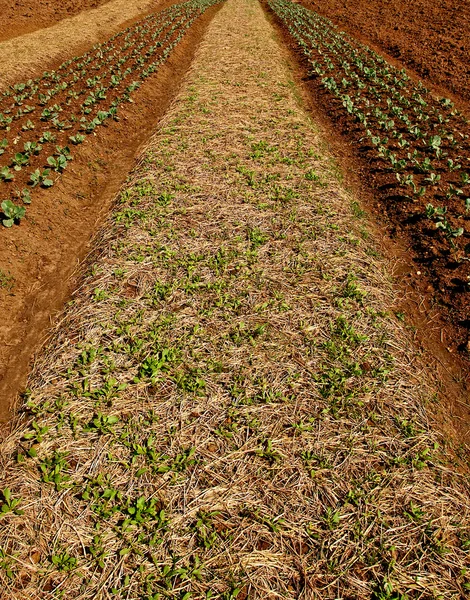 Les rangées de plantes potagères poussant sur une ferme au ciel bleu et — Photo