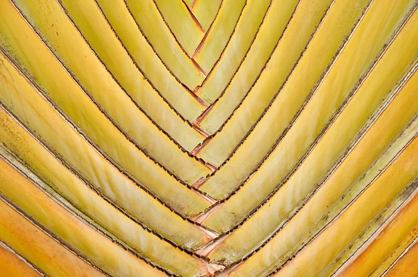 La texture du fond de fan de banane — Photo