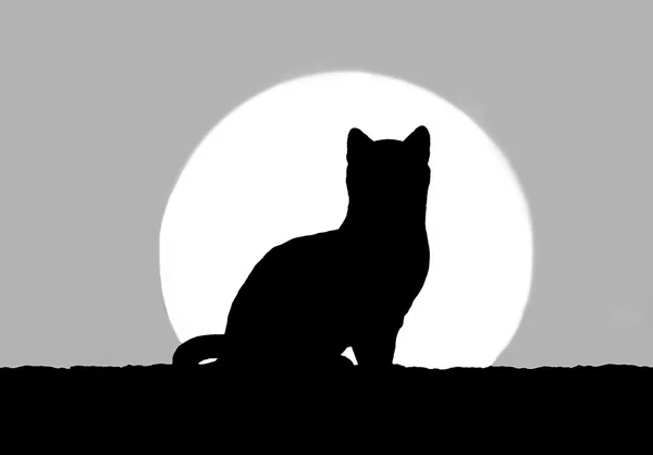 Die Silhouette der Katze mit Sonnenuntergang — Stockfoto