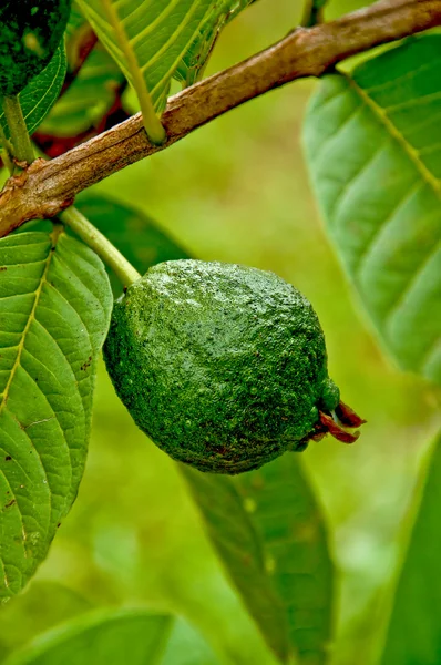 Taze guava — Stok fotoğraf