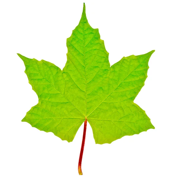 Das grüne Blatt isoliert auf weißem Hintergrund — Stockfoto