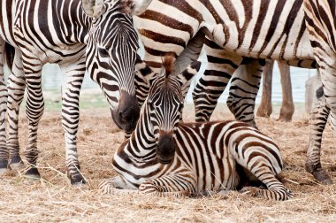 zebra aile