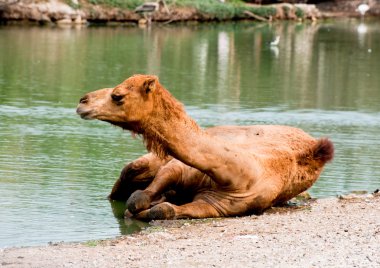 The Camel soak on the water clipart